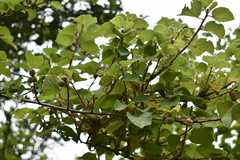 Grewia villosa